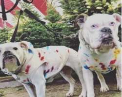 She has adopted two bulldogs who often appear in her Instagram posts.